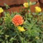 Portulaca oleracea Purslane Double Flowers 500 PCS Seeds