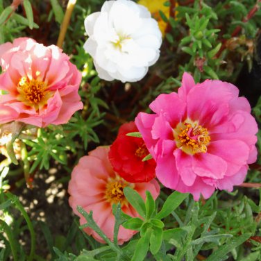 Portulaca Grandiflora Mixed Colorful Moss Rose Flower 200 PCS Seeds