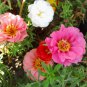 Portulaca Grandiflora Mixed Colorful Moss Rose Flower 200 PCS Seeds