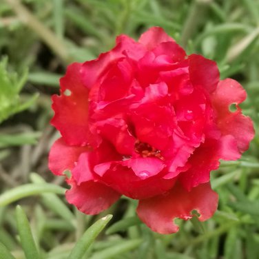 Portulaca grandiflora 100 PCS Seeds
