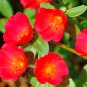 Portulaca grandiflora 100 PCS Seeds