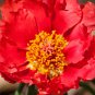 Portulaca grandiflora 100 PCS Seeds