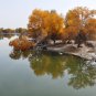 Populus Euphratica Ornamental Euphrates Poplar Salt 50 PCS Seeds