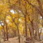 Populus Euphratica Ornamental Euphrates Poplar Salt 50 PCS Seeds