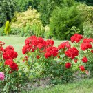 Popular 'Music Star' Fragrant Rose Bush Bonsai Cut Flower 50 PCS Seeds Popular 'Music Star' Fragrant Rose Bush Bonsai Cut Flower 50 PCS Seeds