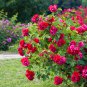 Popular 'Music Star' Fragrant Rose Bush Bonsai Cut Flower 50 PCS Seeds