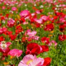 Poppy Shirley Double Mix 100 PCS Seeds Poppy Shirley Double Mix 100 PCS Seeds