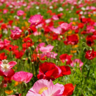 Poppy Shirley Double Mix 100 PCS Seeds