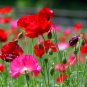 Poppy Shirley Double Mix 100 PCS Seeds