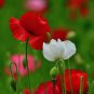 Poppy Shirley Double Mix 100 PCS Seeds