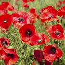 Poppy Coquelicot Flower 100 PCS Seeds