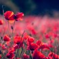 Poppy Coquelicot Flower 100 PCS Seeds