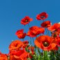 Poppy Coquelicot Flower 100 PCS Seeds