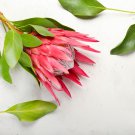 Protea Cynaroides 'Maddie' 2 PCS Seeds Protea Cynaroides 'Maddie' 2 PCS Seeds