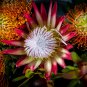 Protea Cynaroides 'Maddie' 2 PCS Seeds