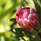 Protea Cynaroides 200 PCS Seeds Protea Cynaroides 200 PCS Seeds