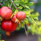 Pomegranate Trees 10 PCS Seeds Pomegranate Trees 10 PCS Seeds