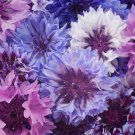 Polka Dot Mix Cornflower Annual Corn Flower 100 PCS Seeds