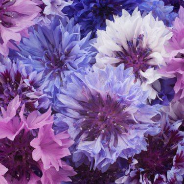 Polka Dot Mix Cornflower Annual Corn Flower 100 PCS Seeds
