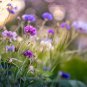 Polka Dot Mix Cornflower Annual Corn Flower 100 PCS Seeds