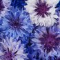 Polka Dot Mix Cornflower Annual Corn Flower 100 PCS Seeds
