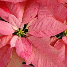 Poinsettia Pinkish White and Light Pink Color 100 PCS Seeds