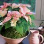 Poinsettia Pinkish White and Light Pink Color 100 PCS Seeds