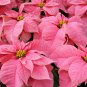 Poinsettia Pinkish White and Light Pink Color 100 PCS Seeds