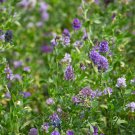 Purple Alfalfa High Quality Forage Perennial Grass 100 PCS Seeds Purple Alfalfa High Quality Forage Perennial Grass 100 PCS Seeds