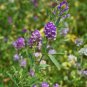 Purple Alfalfa High Quality Forage Perennial Grass 100 PCS Seeds