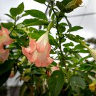 Poeetd plant Brugmansia flower Angel Trumpet fragrant Datura tree 100 PCS Seeds