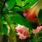 Poeetd plant Brugmansia flower Angel Trumpet fragrant Datura tree 100 PCS Seeds