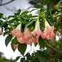Poeetd plant Brugmansia flower Angel Trumpet fragrant Datura tree 100 PCS Seeds