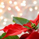 Poinsettia DIY Potted Colorful Flower Bonsai 100 PCS Seeds