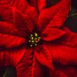 Poinsettia DIY Potted Colorful Flower Bonsai 100 PCS Seeds