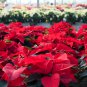 Poinsettia DIY Potted Colorful Flower Bonsai 100 PCS Seeds