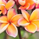 Plumeria Goldenish Yellow and Red Flowers 100 PCS Seeds