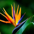 Plants Flowers Strelitzia Reginae Plants Bird of Paradise Flower 100 PCS Seeds