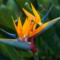 Plants Flowers Strelitzia Reginae Plants Bird of Paradise Flower 100 PCS Seeds