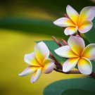 Plumeria 200 PCS Seeds