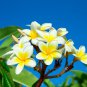 Plumeria 200 PCS Seeds