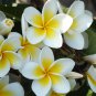 Plumeria 200 PCS Seeds
