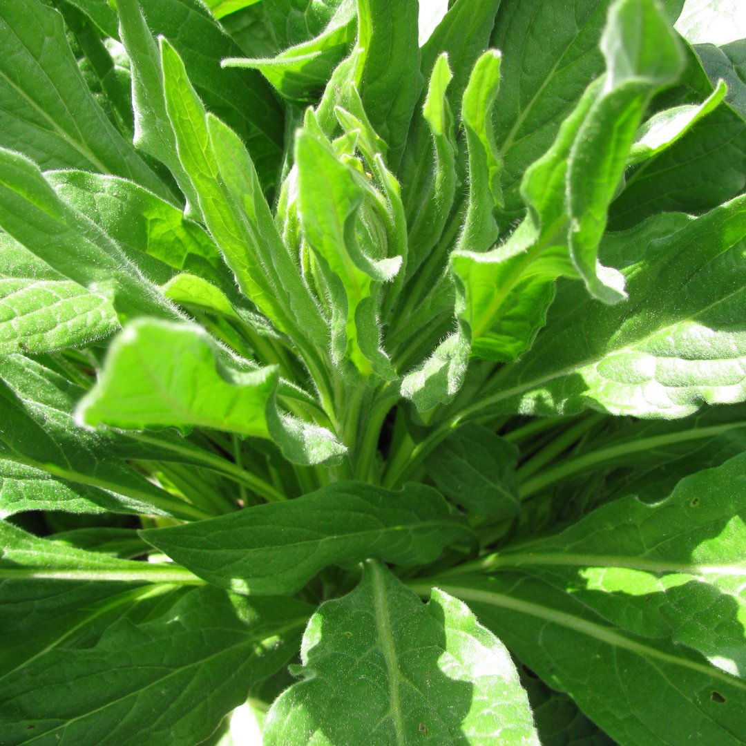 Plant World Mandragora officinarum (mandrake) 100 PCS Seeds