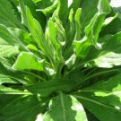 Plant World Mandragora officinarum (mandrake) 100 PCS Seeds
