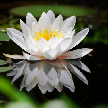 Purely White Nelumbo Nucifera China Beautiful Lotus Pad Flower Pond 1 PCS Seeds