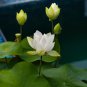 Purely White Nelumbo Nucifera China Beautiful Lotus Pad Flower Pond 1 PCS Seeds