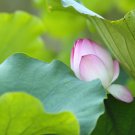 Purely Red Nelumbo Nucifera China Beautiful Lotus Pad Flower Pond 1 PCS Seeds