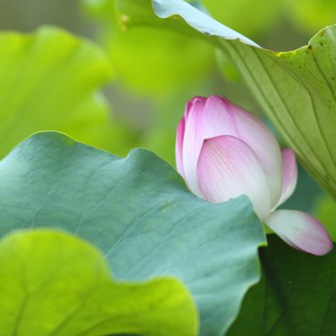Purely Red Nelumbo Nucifera China Beautiful Lotus Pad Flower Pond 1 PCS Seeds