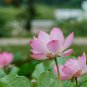 Purely Red Nelumbo Nucifera China Beautiful Lotus Pad Flower Pond 1 PCS Seeds