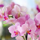 plan orchid Cymbidium 100 PCS Seeds